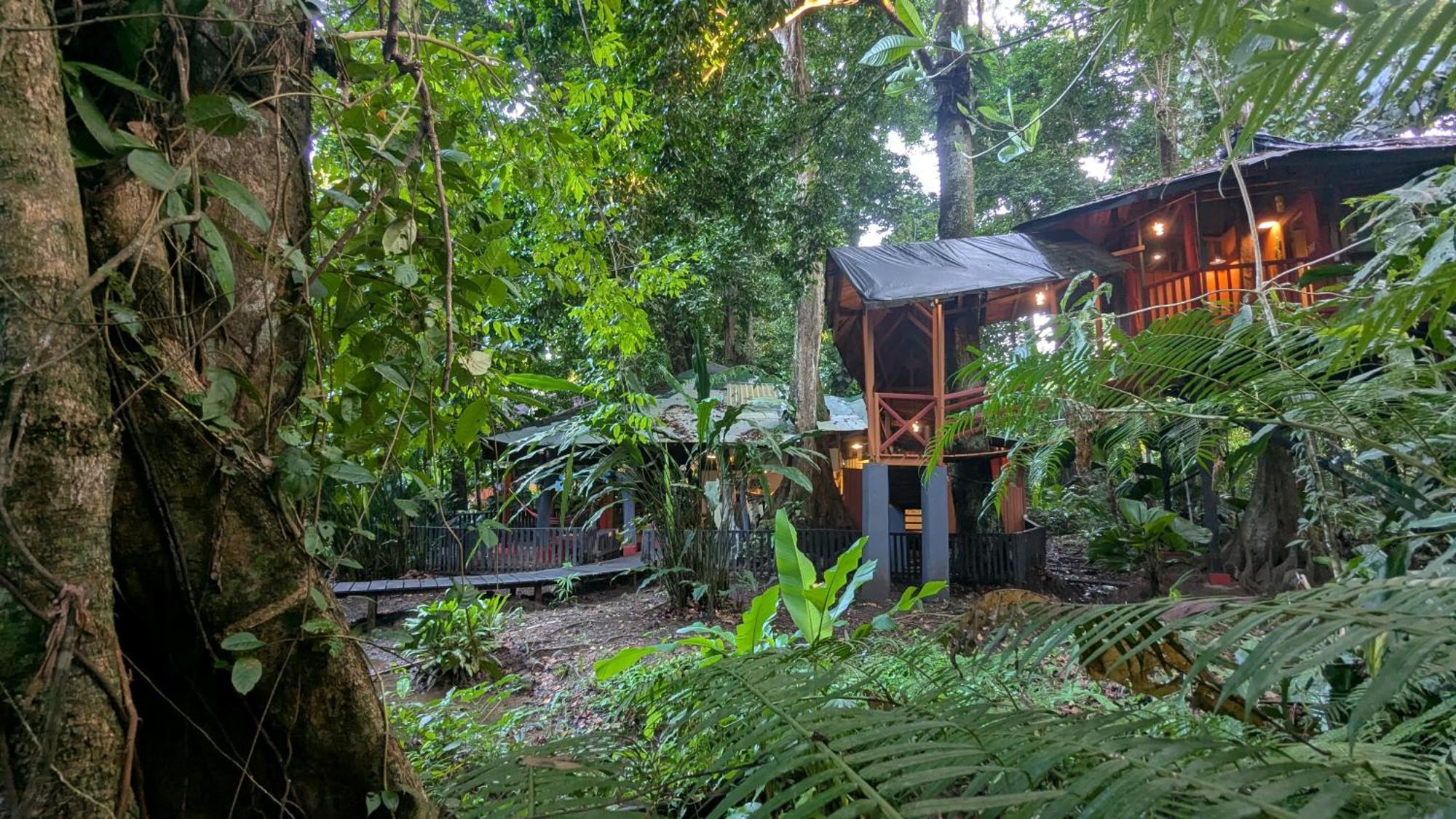 Tree House Beachfront Lodge Puerto Viejo de Talamanca 외부 사진